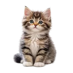 Gato entre 0 y 12 meses